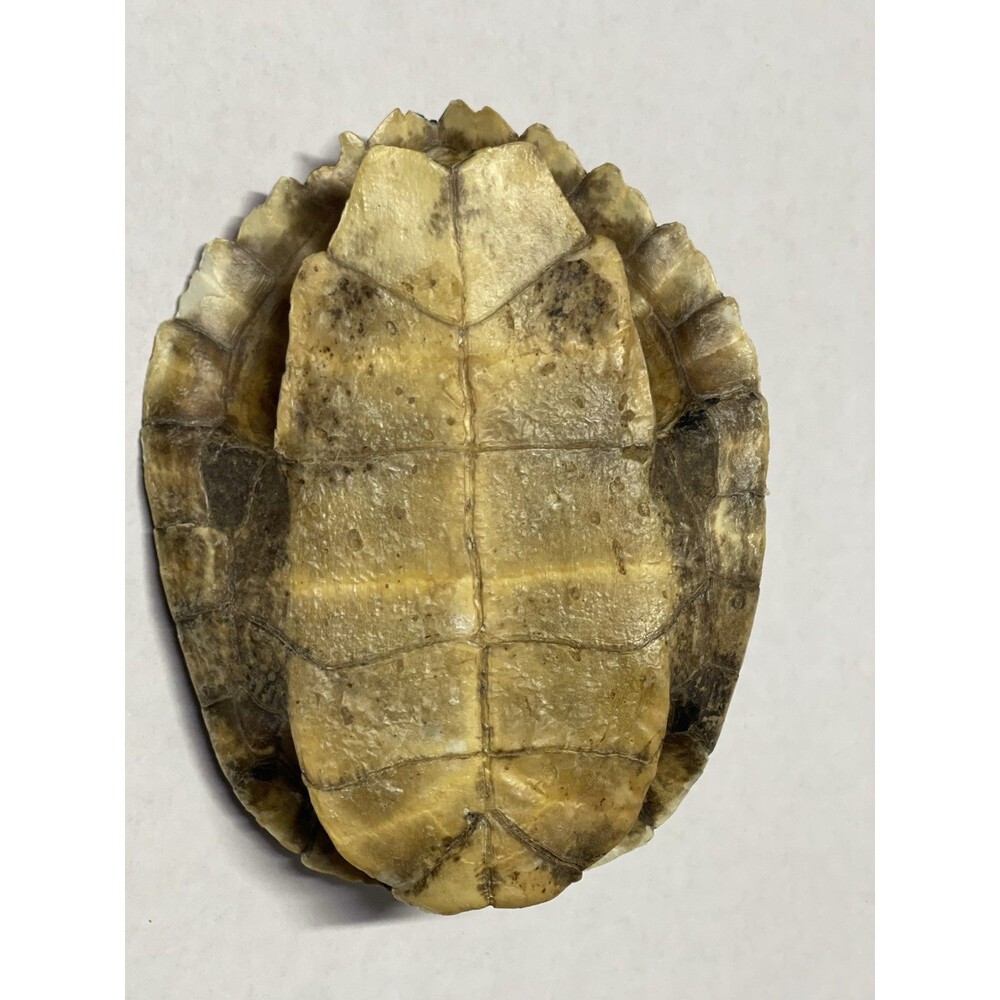 Vintage Turtle Shell - Picture 3 of 7